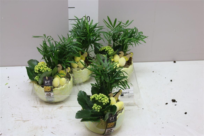 <h4>Arr 6483 Geel Kartel Ei</h4>