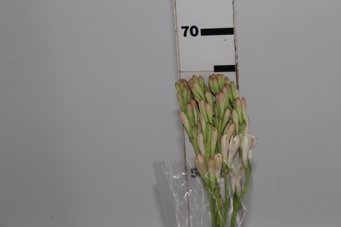 <h4>ANGELICA 080 CM</h4>