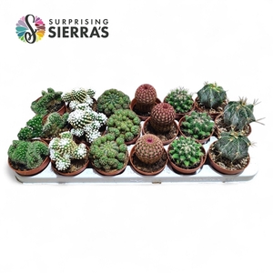 Sierra's® - Bilbao Cactus Mix (Exclusive)