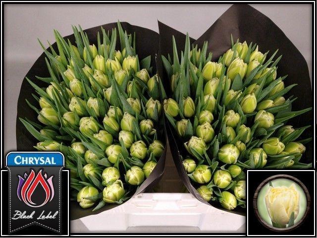 <h4>TU DU AVANT GARDE</h4>