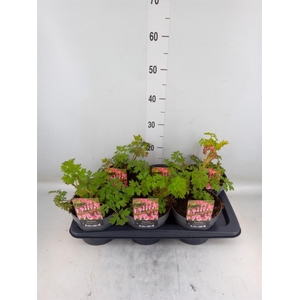 Dicentra spectabilis