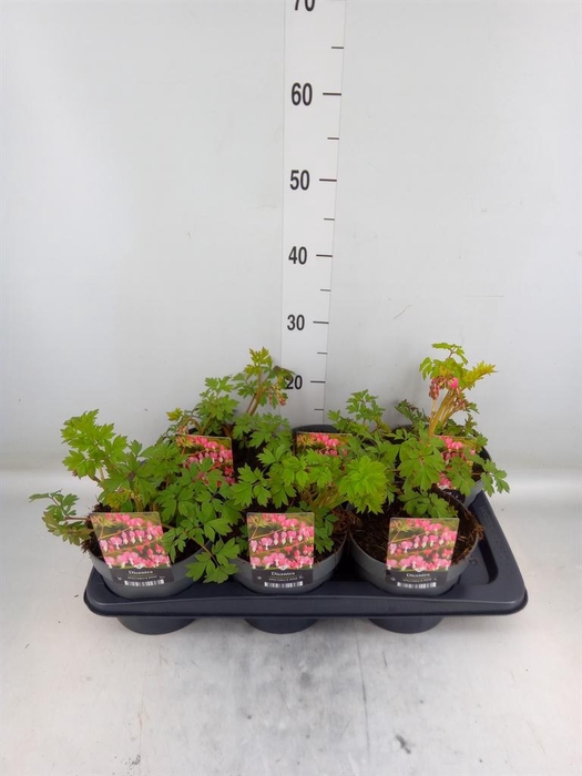 <h4>Dicentra spectabilis</h4>
