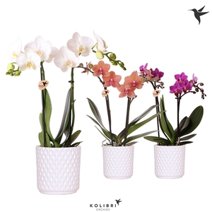 Kolibri Orchids Phalaenopsis mix 2 spike in Diamond pot white