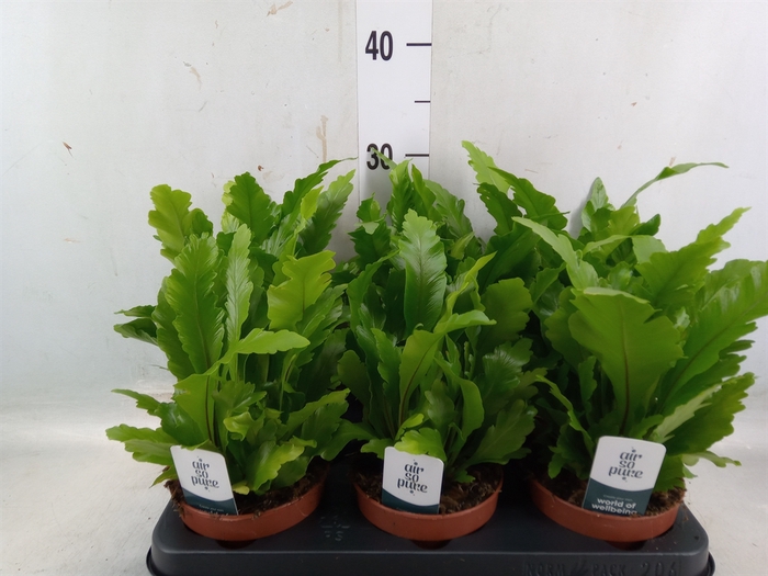 <h4>Asplenium nidus 'Campio'</h4>