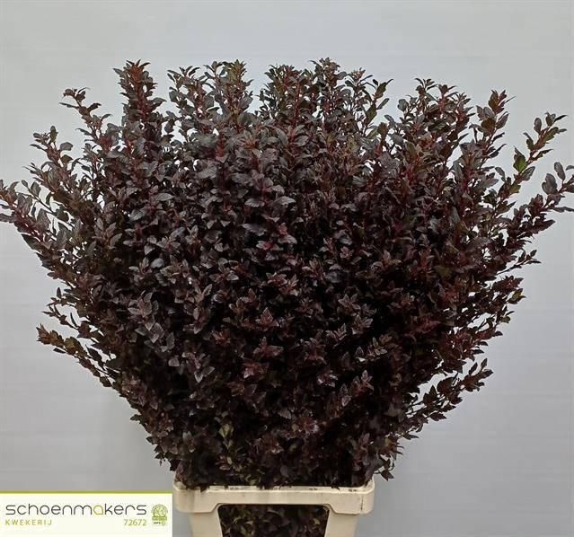 <h4>PHYSOCAR OP M SW CHE</h4>