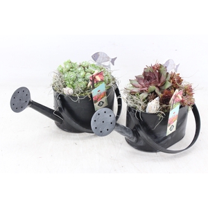 arr4 Semp JS - Zink gieter black kl. x6