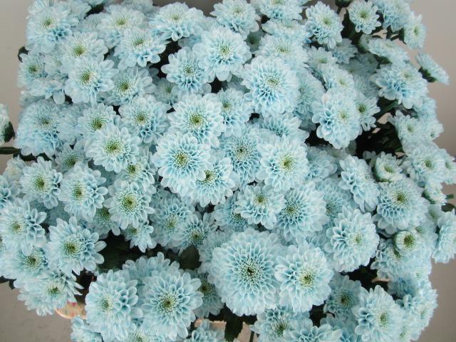 <h4>Chr S Aaa Cash Blauw</h4>
