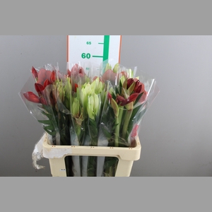 AMARYLLIS BOEKET GEM 4 STELEN