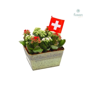 Zinken pot vierkant Zwitserland vlag met Kalanchoe