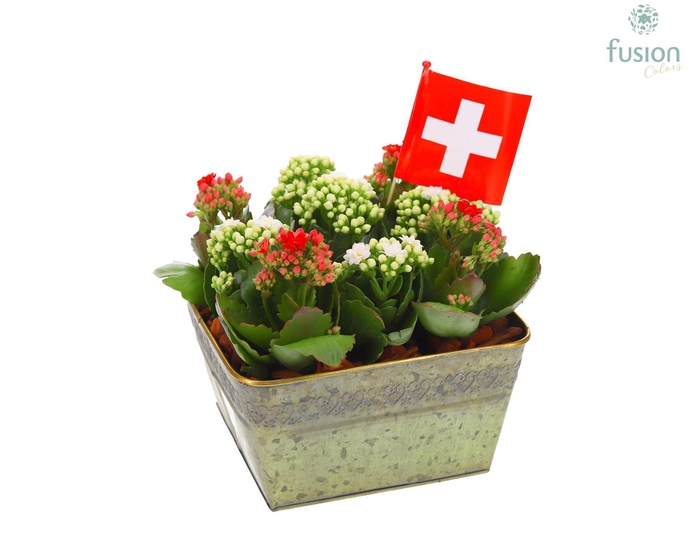 <h4>Zinken pot vierkant Zwitserland vlag met Kalanchoe</h4>