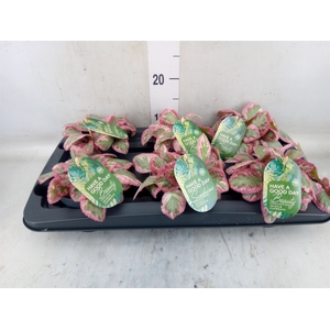 Episcia cupreata 'Pink Brocade'