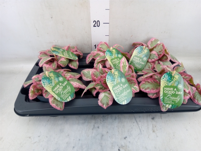 <h4>Episcia cupreata 'Pink Brocade'</h4>