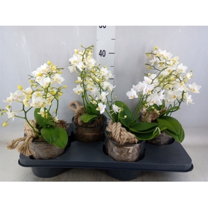 Arr.   Kamerplant Groen H%