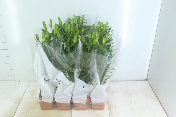 <h4>LIRIO VARIADO P12 QUADRADO</h4>