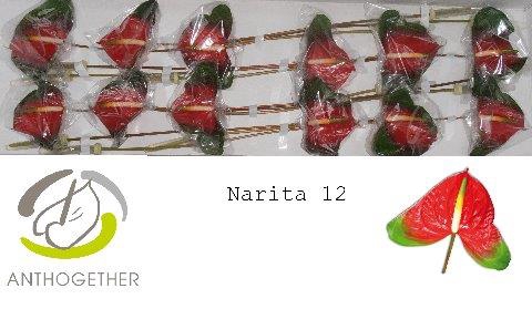 <h4>Anthurium narita</h4>