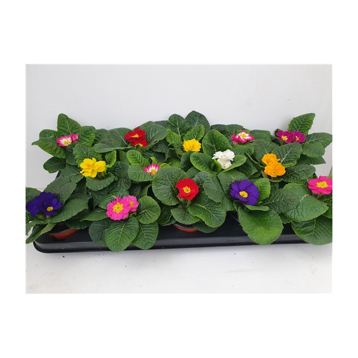 <h4>Primula Acaulis 9 cm gemengd</h4>