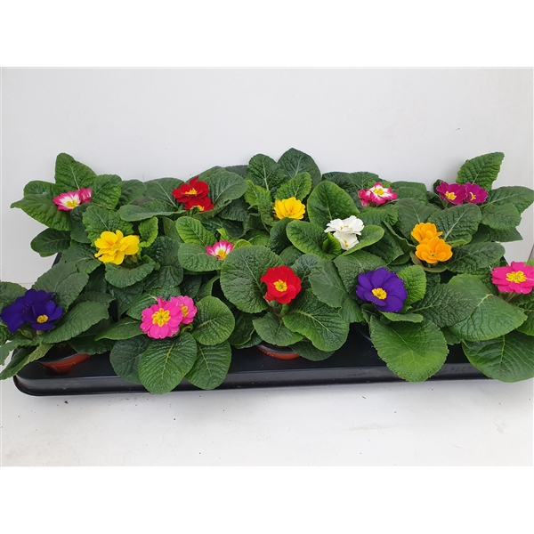 <h4>Primula Acaulis 9 cm gemengd</h4>