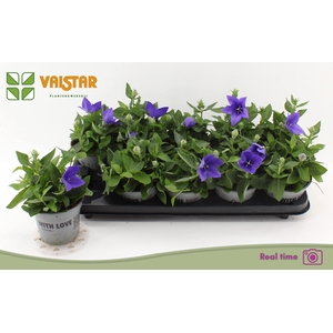 PLATYCO GR ASTRA BLU