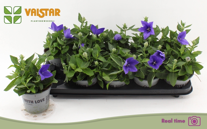 <h4>PLATYCO GR ASTRA BLU</h4>
