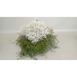 Leucophyta brownii