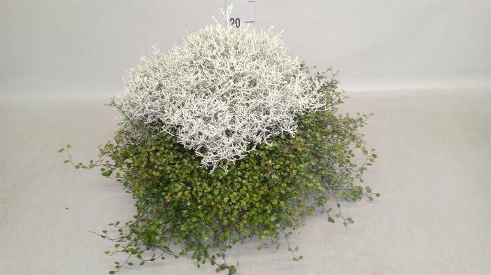 Leucophyta brownii