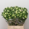 Anem Mistral White Extra (fr)