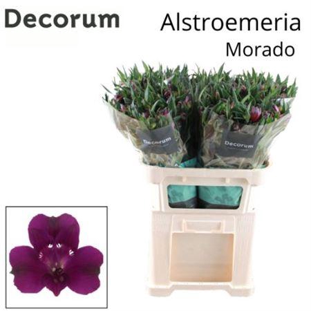 <h4>Alstr Morado Decorum</h4>