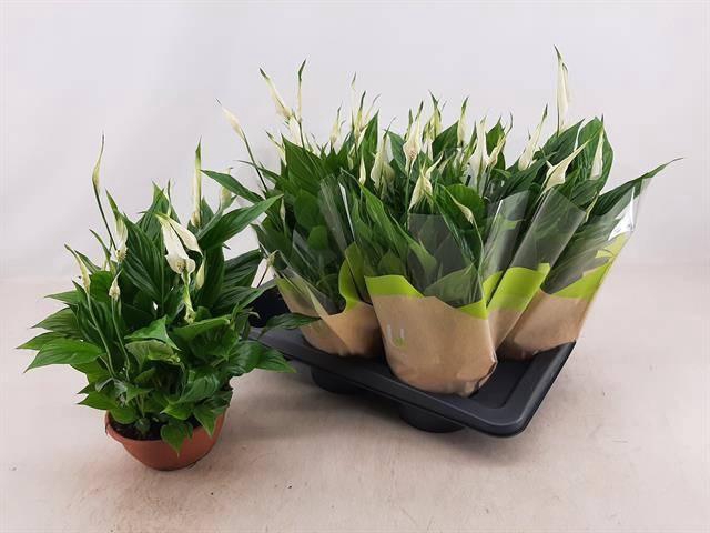 <h4>SPATH CHOPIN</h4>