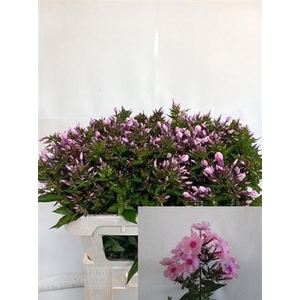 Phlox P Brave Eyes