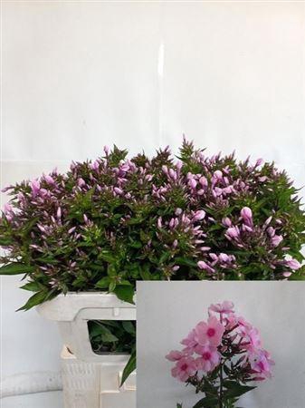 <h4>Phlox P Brave Eyes</h4>