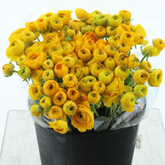 <h4>Ran El Yellow Extra</h4>