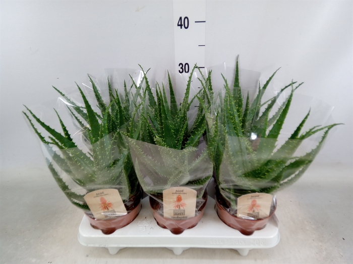 <h4>Aloe arborescens</h4>