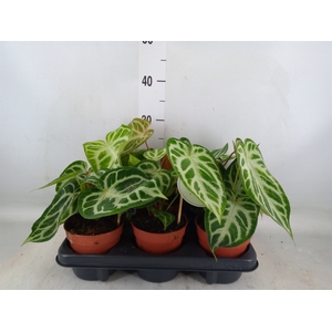 Anthurium   ...