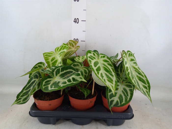 <h4>Anthurium   ...</h4>