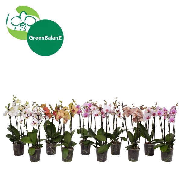 <h4>BalanZ - Phalaenopsis Mix 4t 20+/40-50</h4>