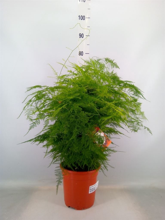 <h4>Asparagus setaceus</h4>