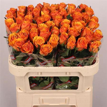 <h4>R Gr Tycoon</h4>