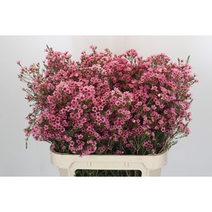 Chamelaucium Sarah's Delight