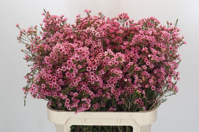 <h4>Chamelaucium Sarah's Delight</h4>