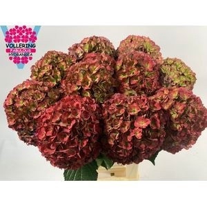 HYDR M ROY ANASTA CL