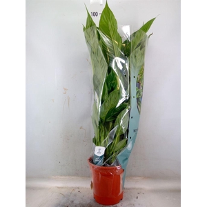 Spathiphyllum  'Sweet Lauretta'