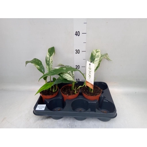 Planten Groen   ...L%