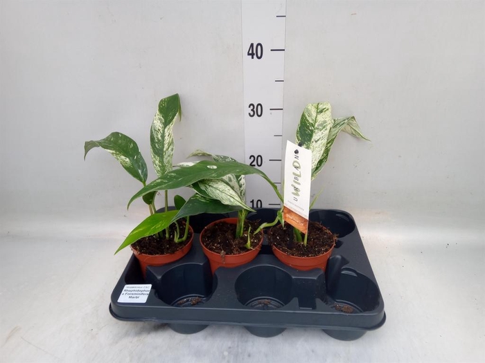 <h4>Planten Groen   ...L%</h4>