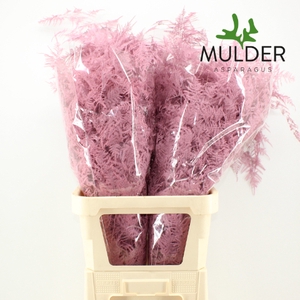 Asp Klb H% L. Getopt Pink