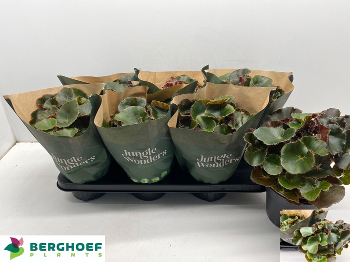 <h4>BEG ERY BLACK JUNGLE</h4>