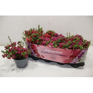 arr8 Gaulth Mucronata 2 Color