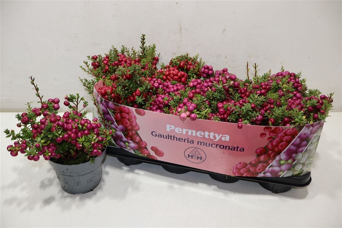 <h4>Gaulth Mucronata 2 Color</h4>