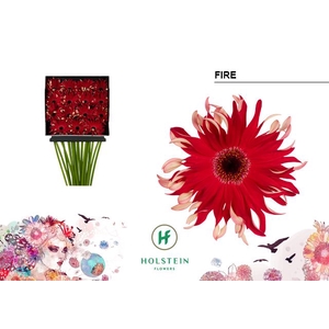 Gerbera large flowered curl-shaped Gerpasta Fire