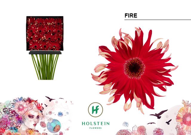 <h4>Gerbera large flowered curl-shaped Gerpasta Fire</h4>