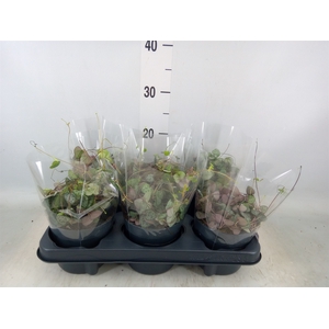Ceropegia woodii ssp. woodii